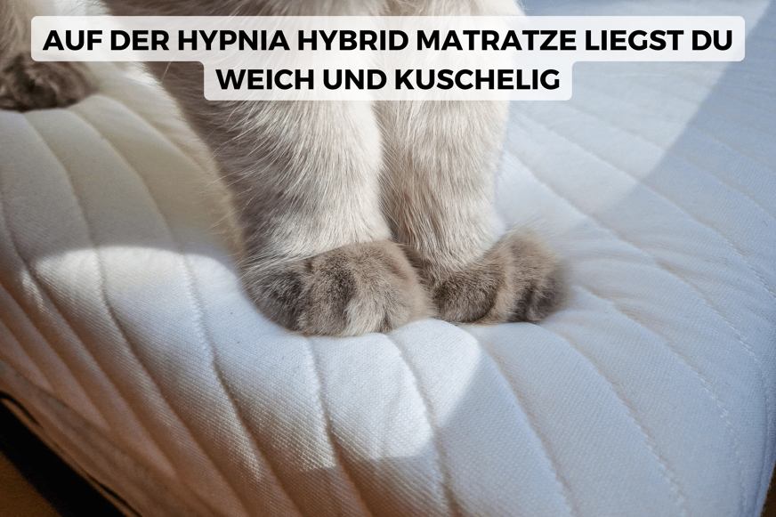 Katzenpfoten auf der Hypnia Hybrid Original Matratze